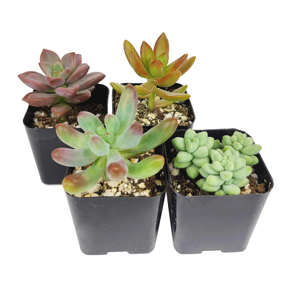 Sedum Succulent Pack - Image 5