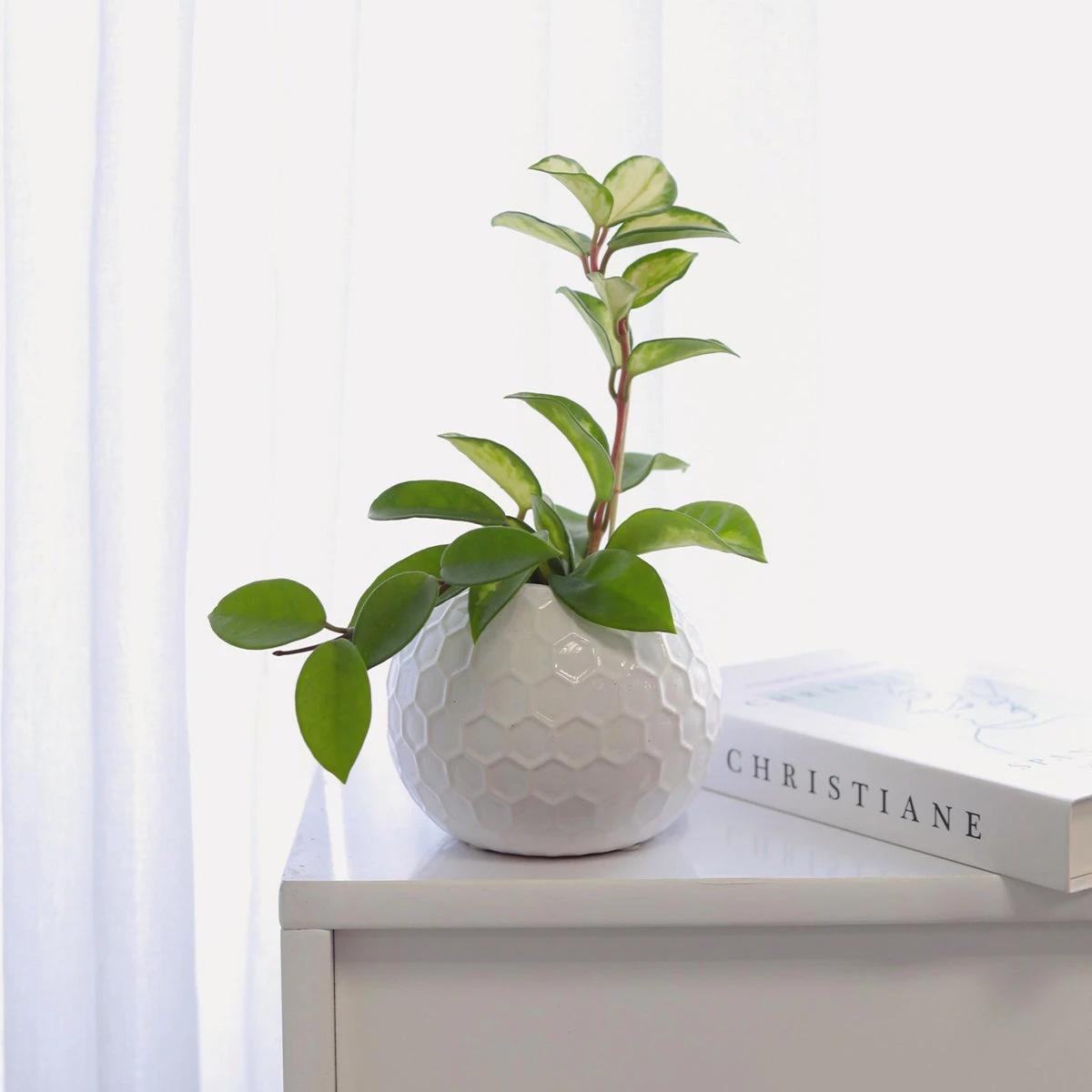 Hoya Krimson Princess - Image 2