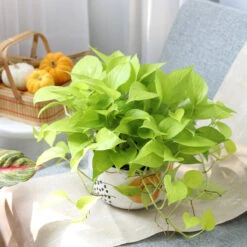 Neon Pothos