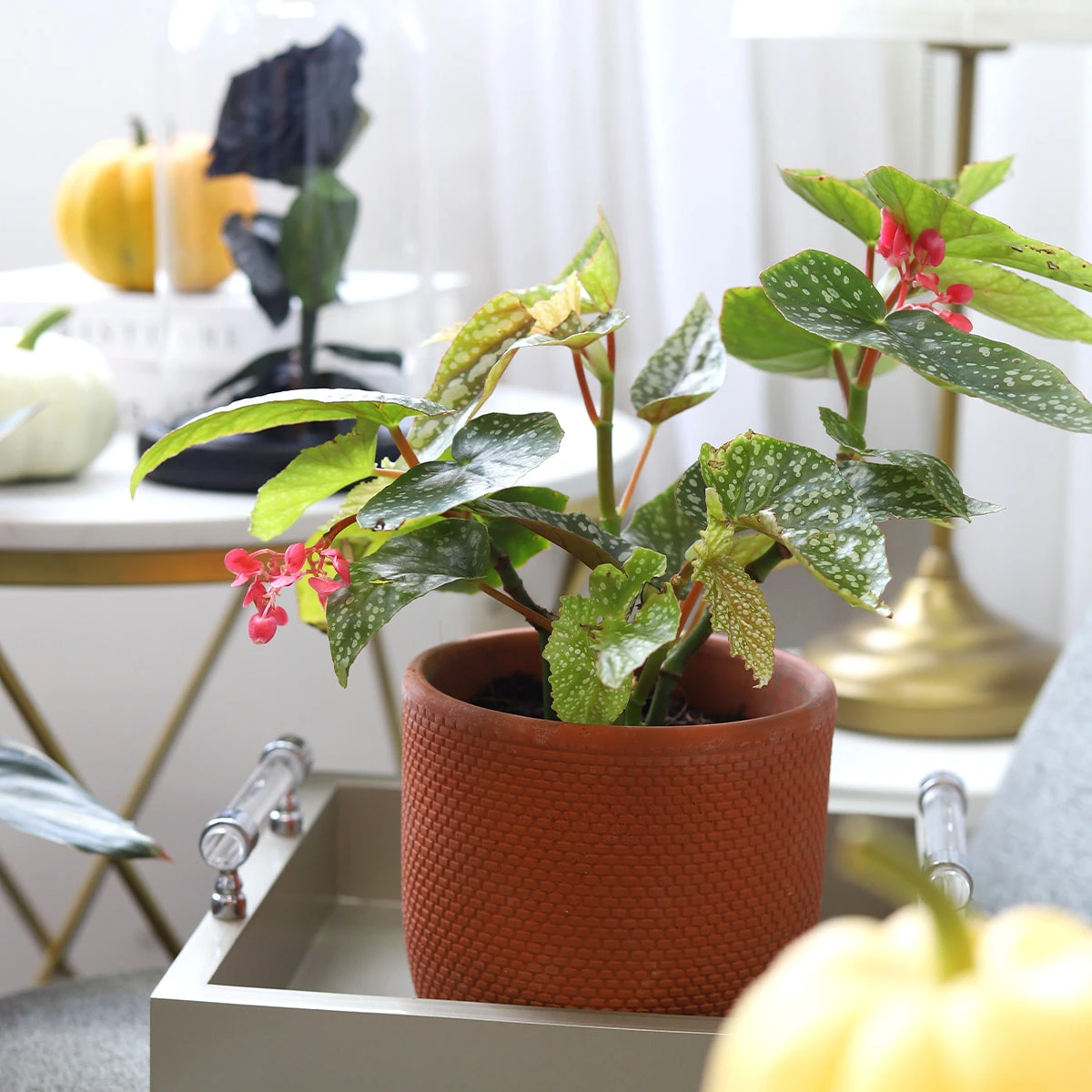 Begonia Maculata Polka Dot - Image 3