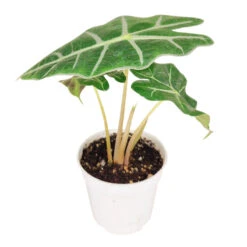 Alocasia Polly