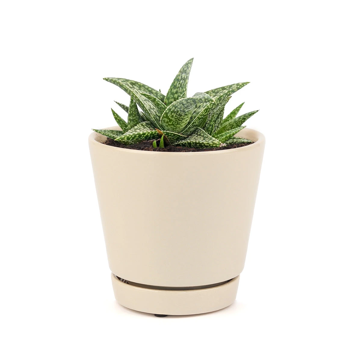 White Fox Aloe Plant - Image 12