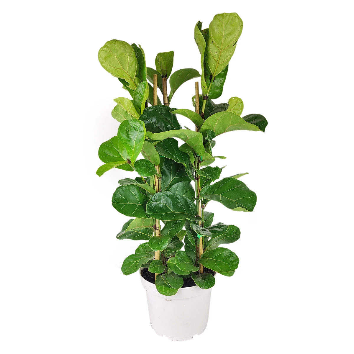 Ficus Lyrata - Image 3