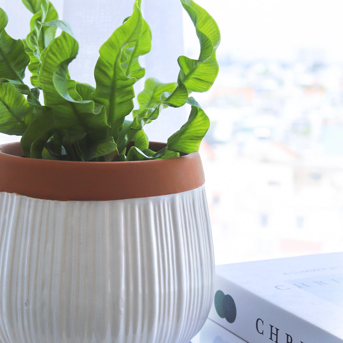 6 Inch White Glazed Striped Ceramic Planter With Terracotta Rim - Image 8