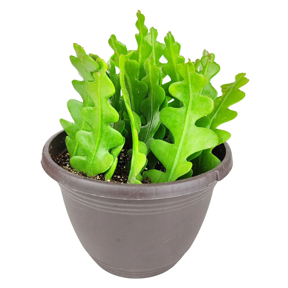 Epiphyllum Anguliger Fishbone Cactus - Image 2