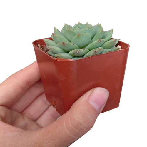 Echeveria Dondo Succulent - Image 2