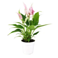 Anthurium Lilli Pink