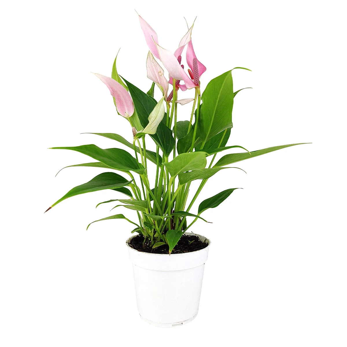 Anthurium Lilli Pink