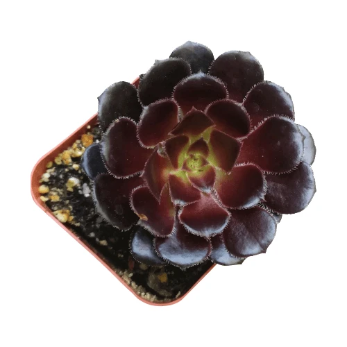Aeonium Black Rose Zwartkop - Image 8