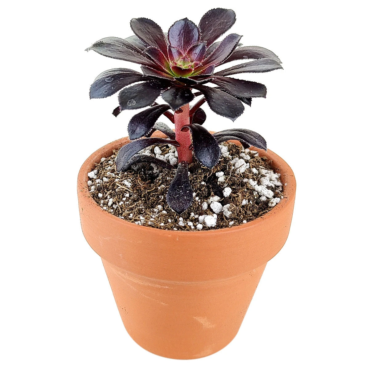 Aeonium Black Rose Zwartkop - Image 3