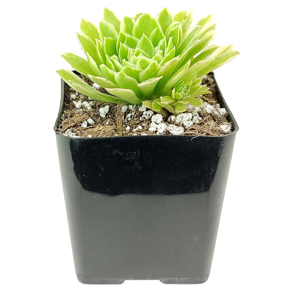 Aeonium Emerald Ice - Image 7