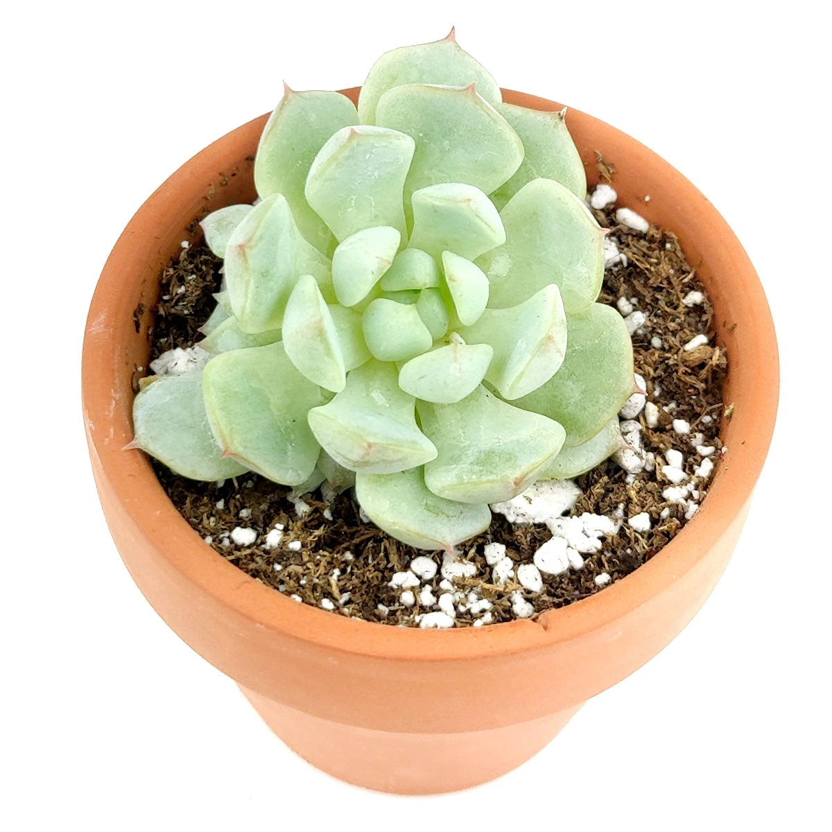 Graptoveria Moonglow - Image 7