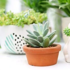 Pachyveria Haagei Succulent