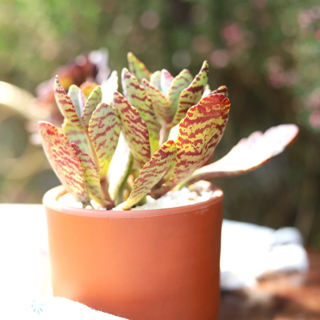 Kalanchoe Humilis "Desert Surprise"