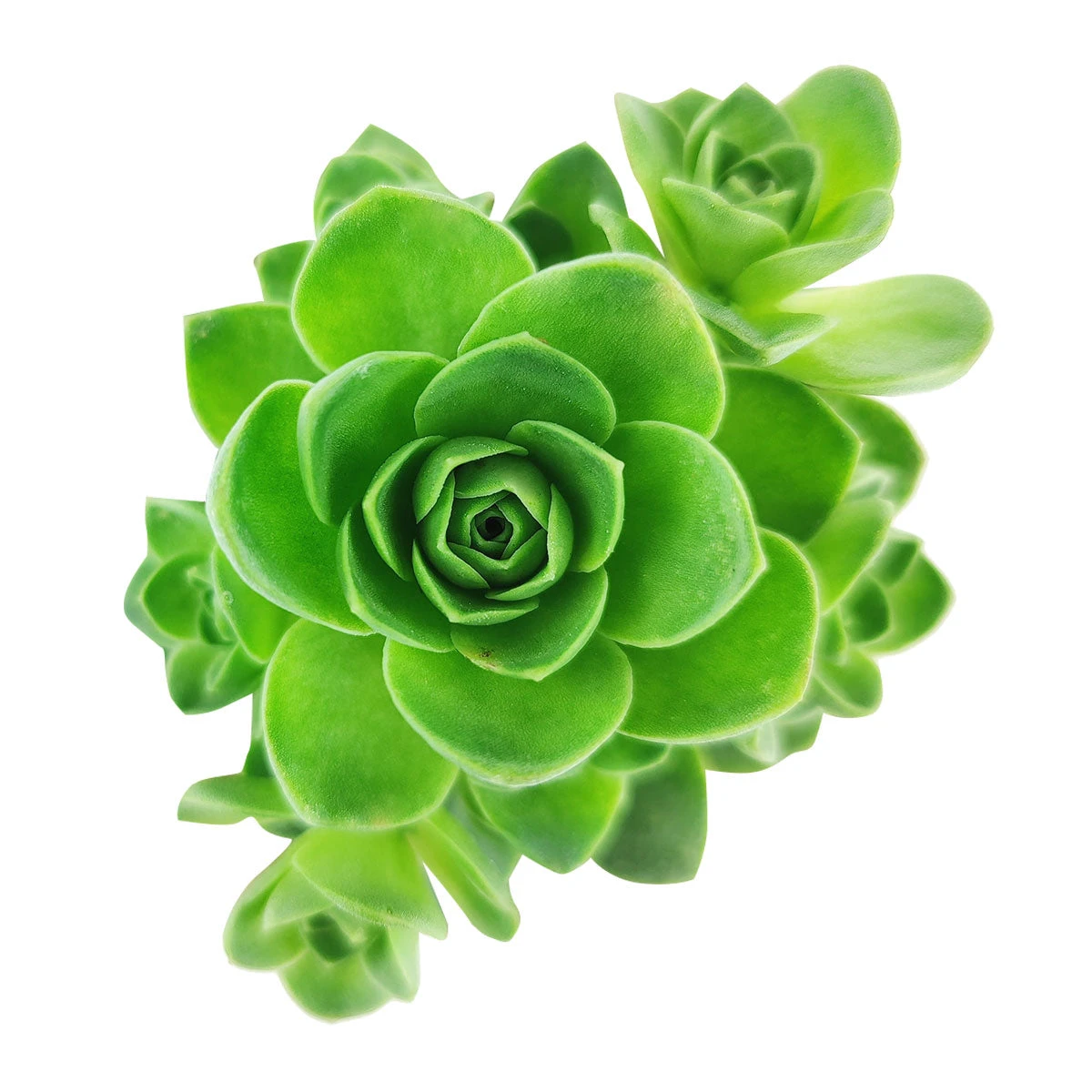 Aeonium Aureum Green Mountain Rose - Image 2