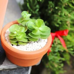 Portulaca Molokiniensis