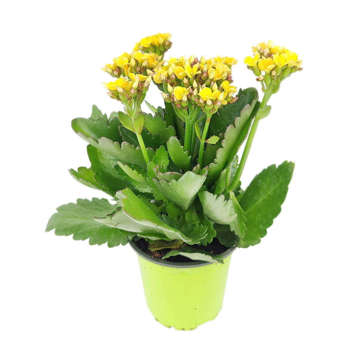 Kalanchoe Blossfeldiana 'Calandiva Yellow' - Image 3