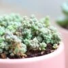 Sedum Fuzzy Wuzzy Succulent