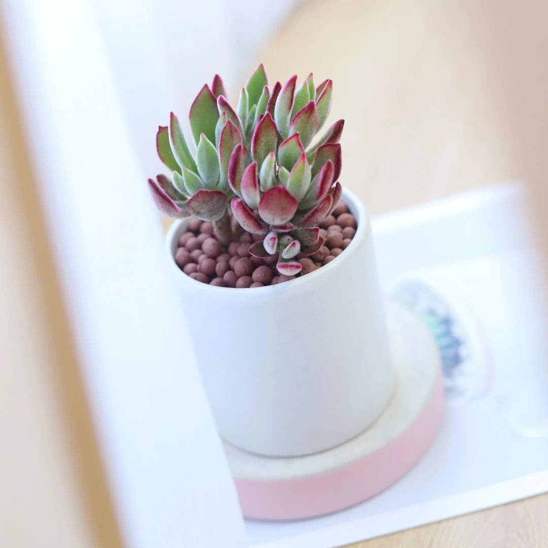 Echeveria Harmsii Ruby Slipper - Image 3