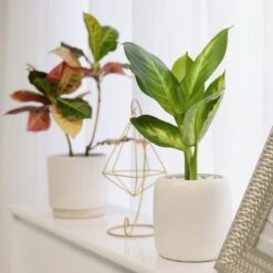 Dieffenbachia Tropic Snow