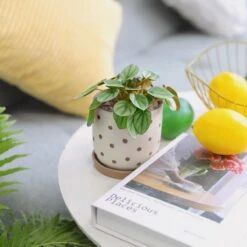 Peperomia Little Toscani