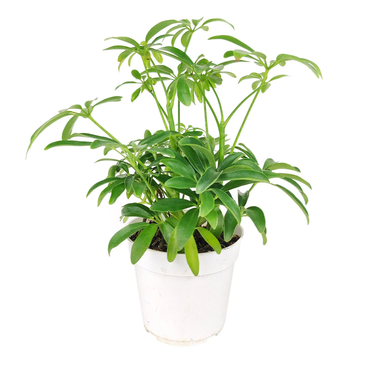 Schefflera Arboricola - Image 2
