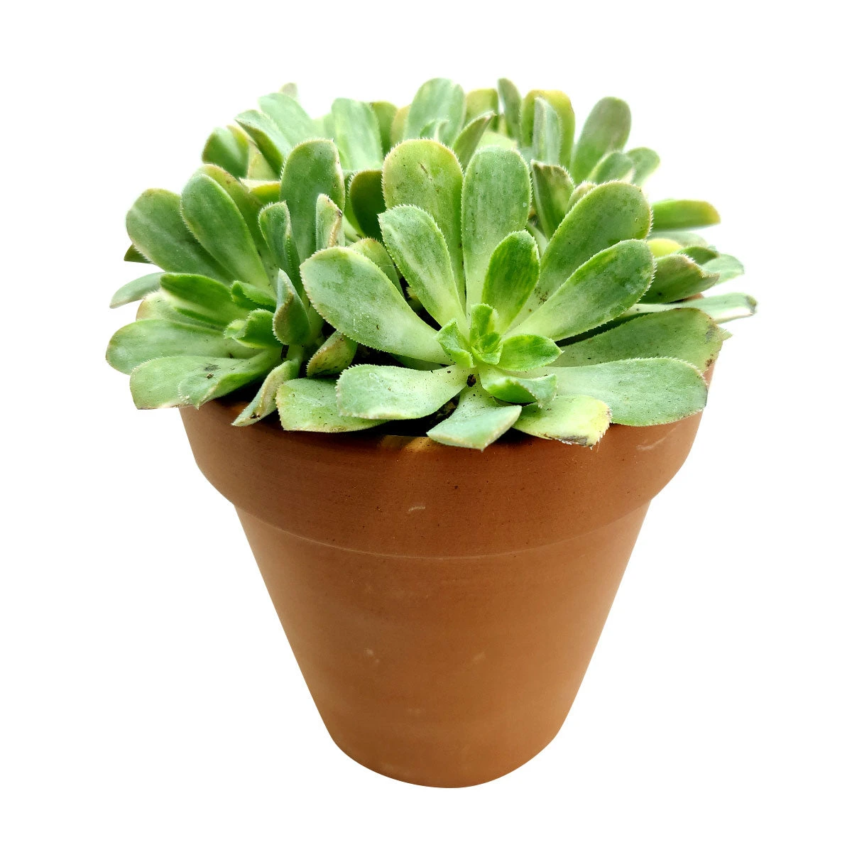 Aeonium Emerald Ice - Image 6