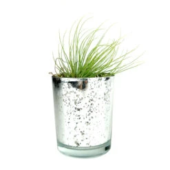 Silver Mini Sparkly Pot For Air Plant