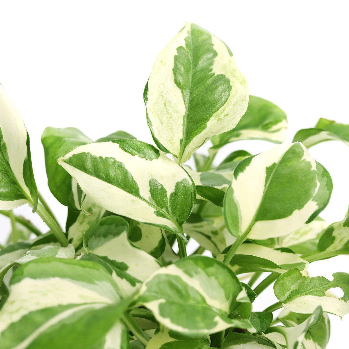 Pothos N'joy - Image 8