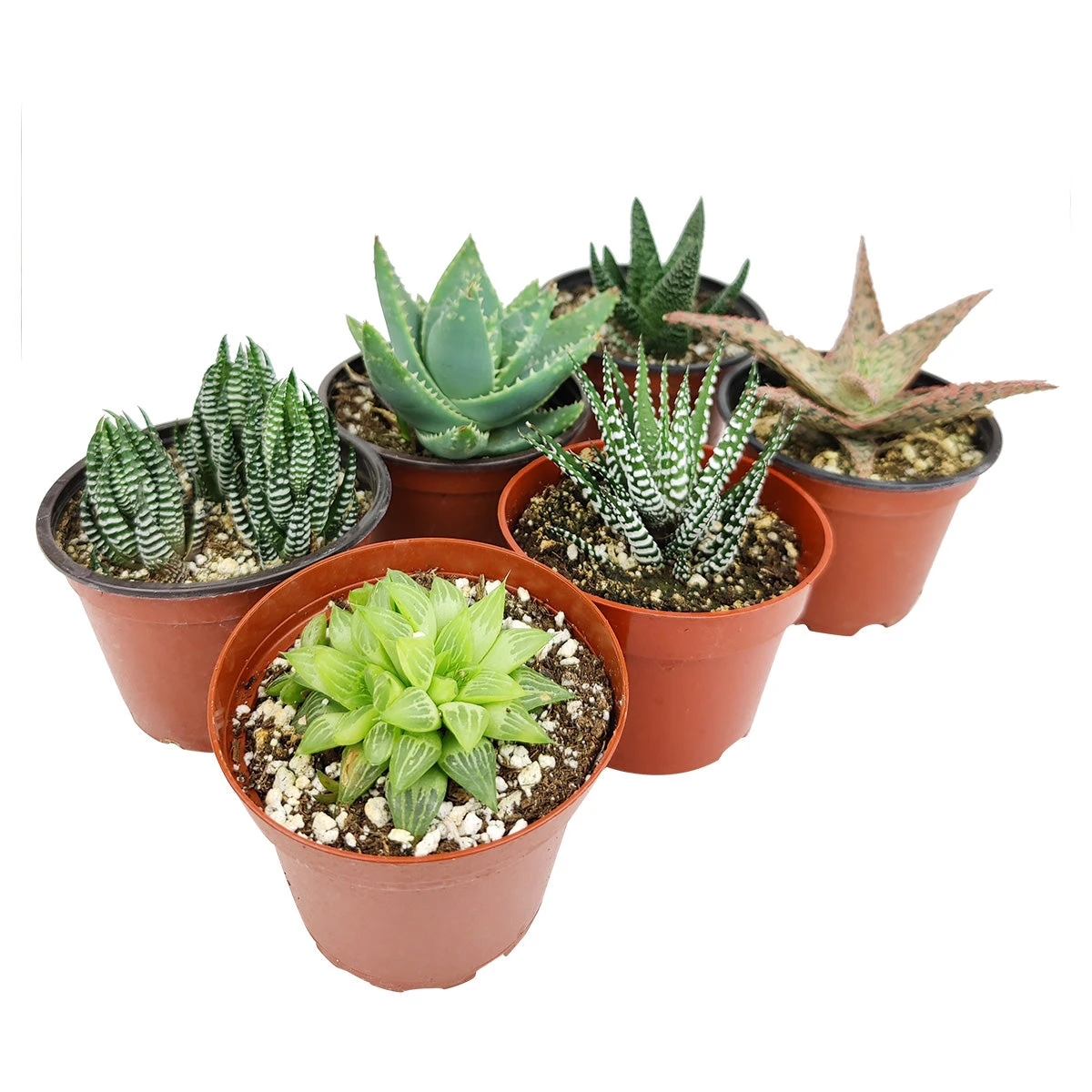 Haworthia/ Aloe/ Agave/ Gasteria Succulent 4" Pack - Image 2