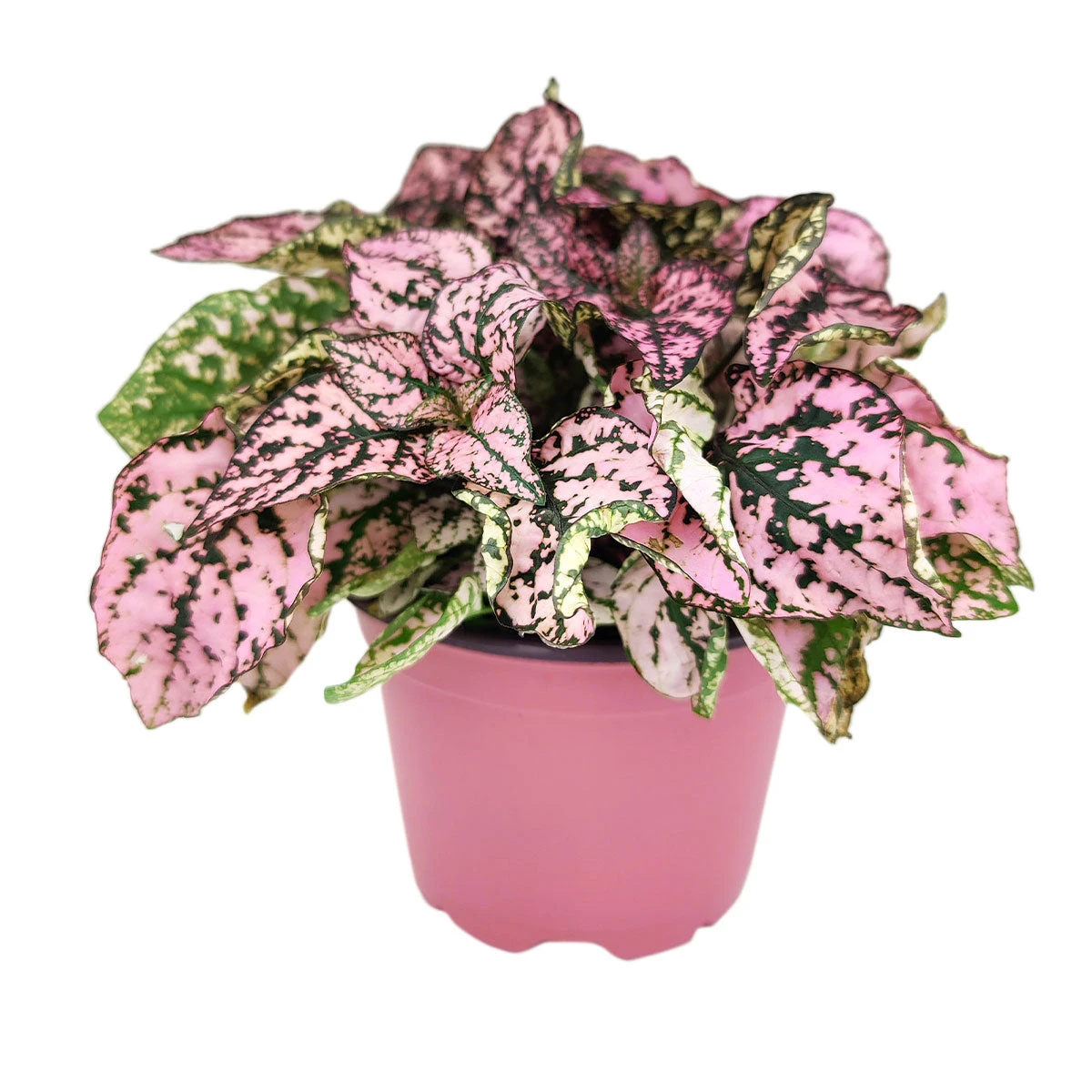 Hypoestes Phyllostachya Pink Splash - Image 11