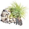 Seashell Air Plant Holder
