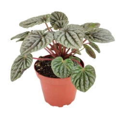 Peperomia Caperata