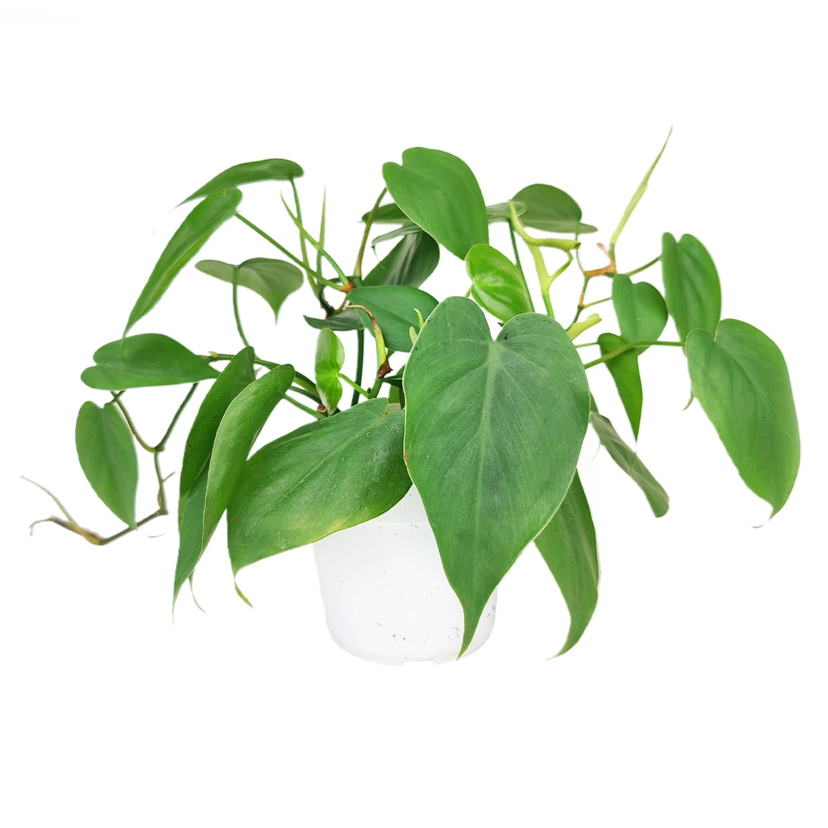 Philodendron Cordatum - Image 4