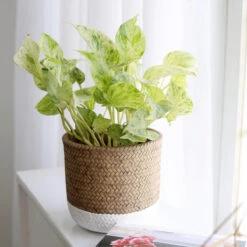 Marble Queen Pothos