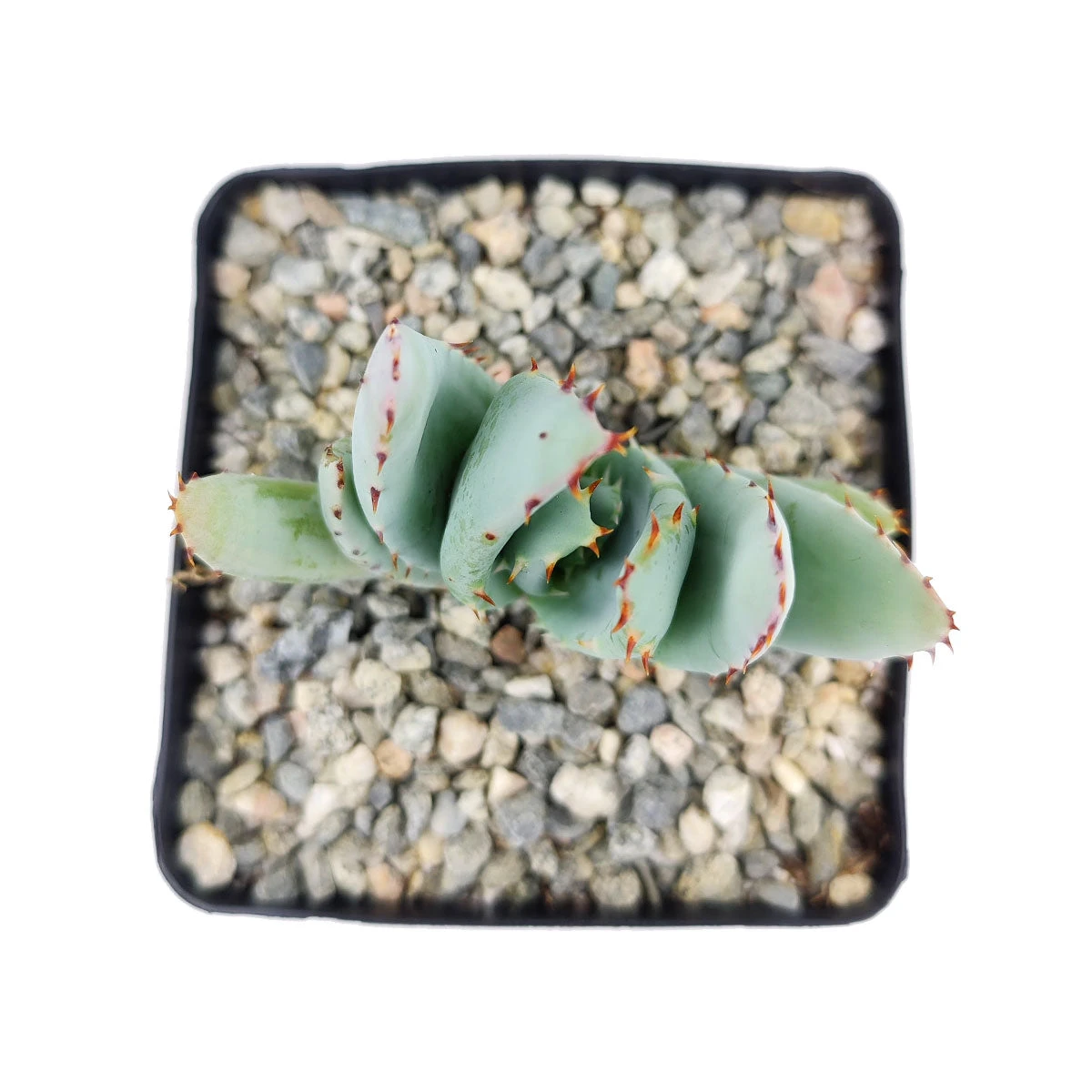 Aloe Peglerae - Image 3