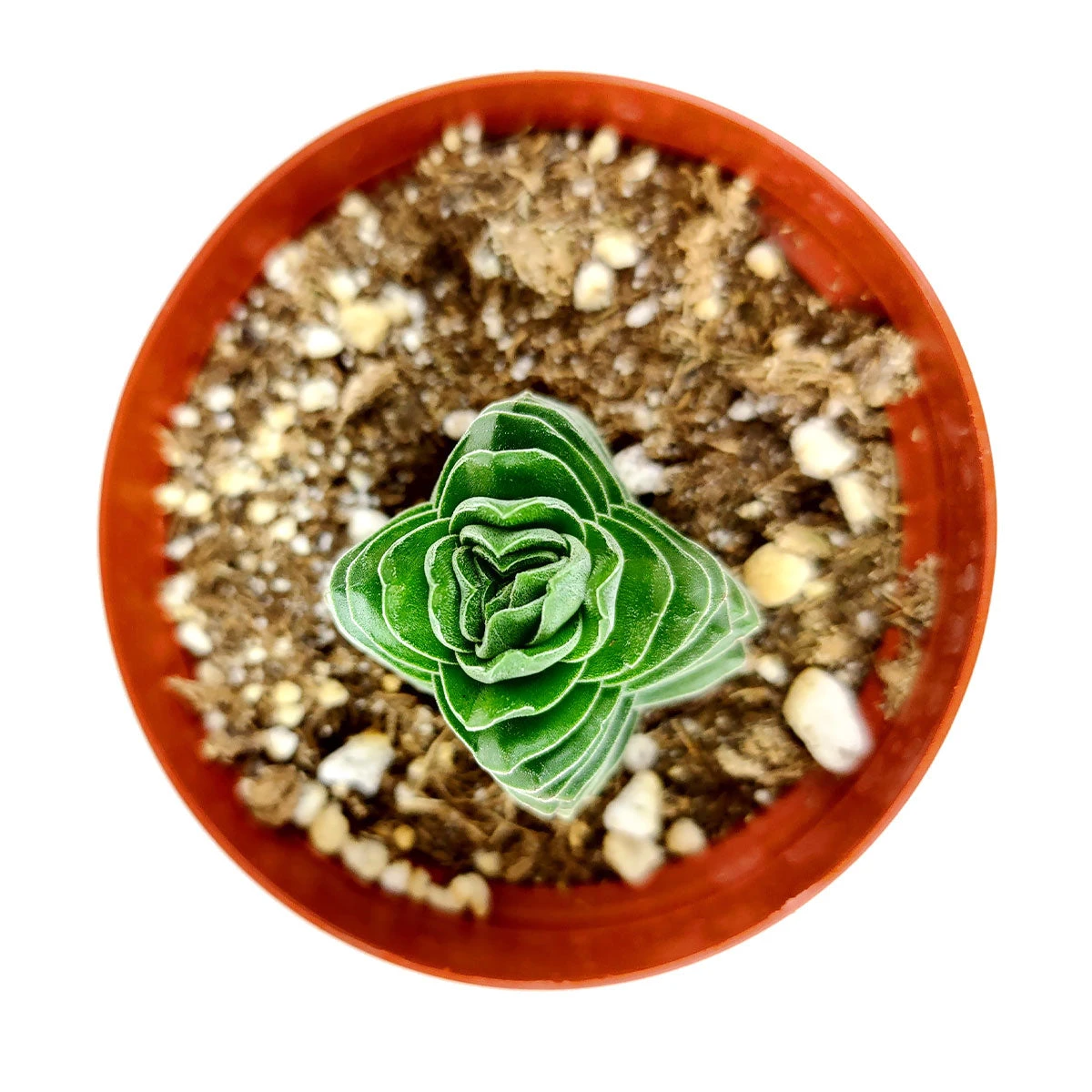 Crassula Pyramidalis 'Buddha's Temple' - Image 5