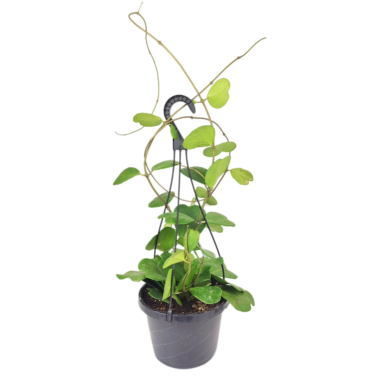 RARE Trailing Hoya Kerrii Heart Large Size - Image 3