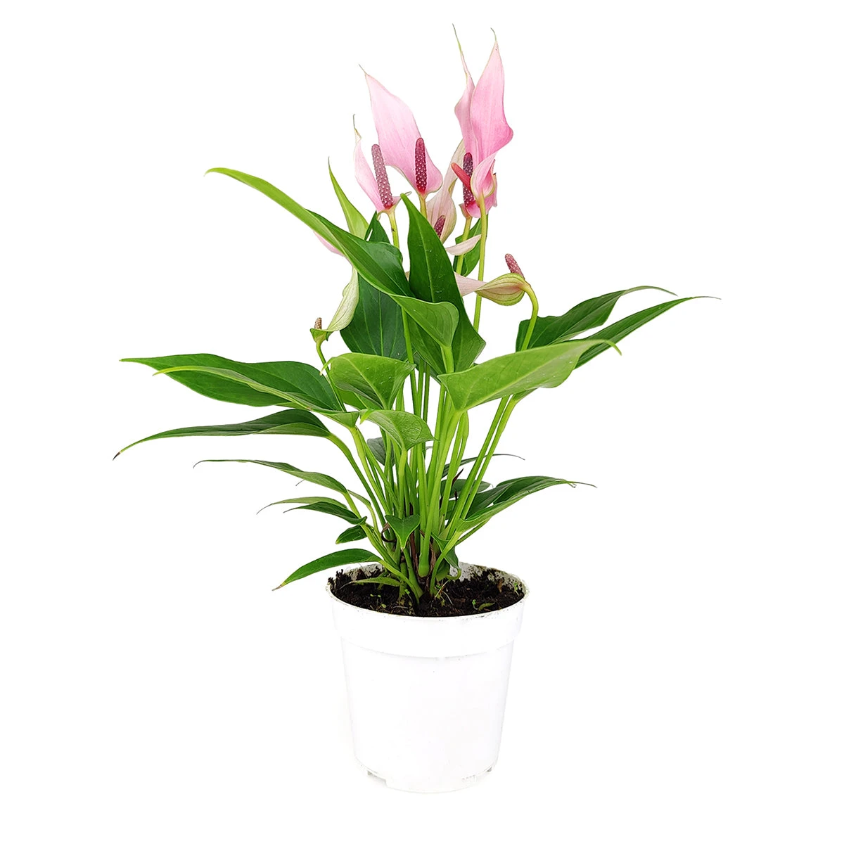 Anthurium Lilli Pink - Image 2