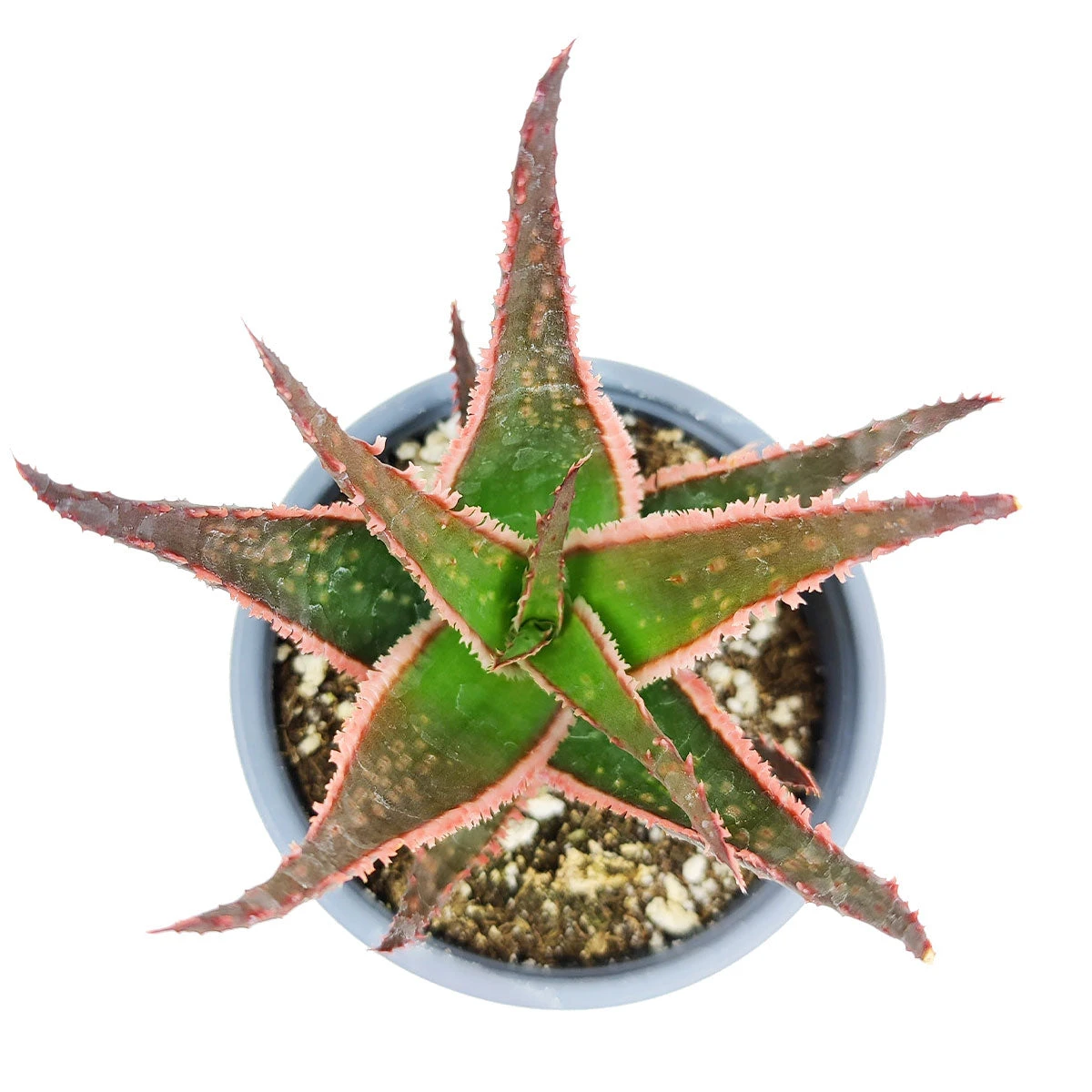 Aloe Coral Fire - Image 2