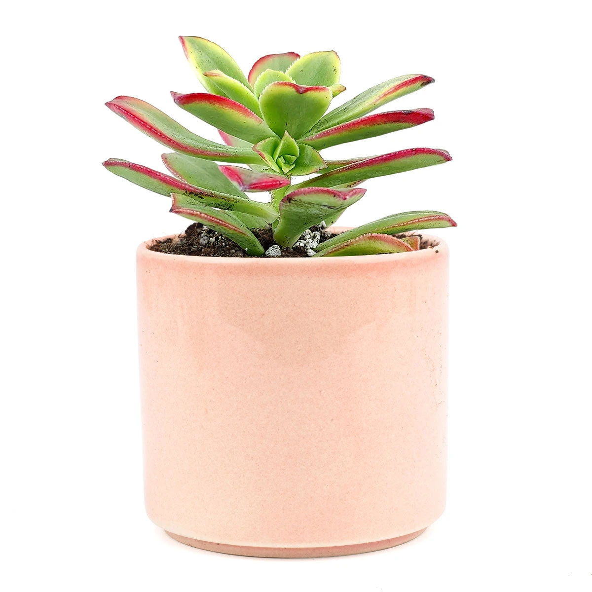 Aeonium Kiwi Haworthii - Image 14