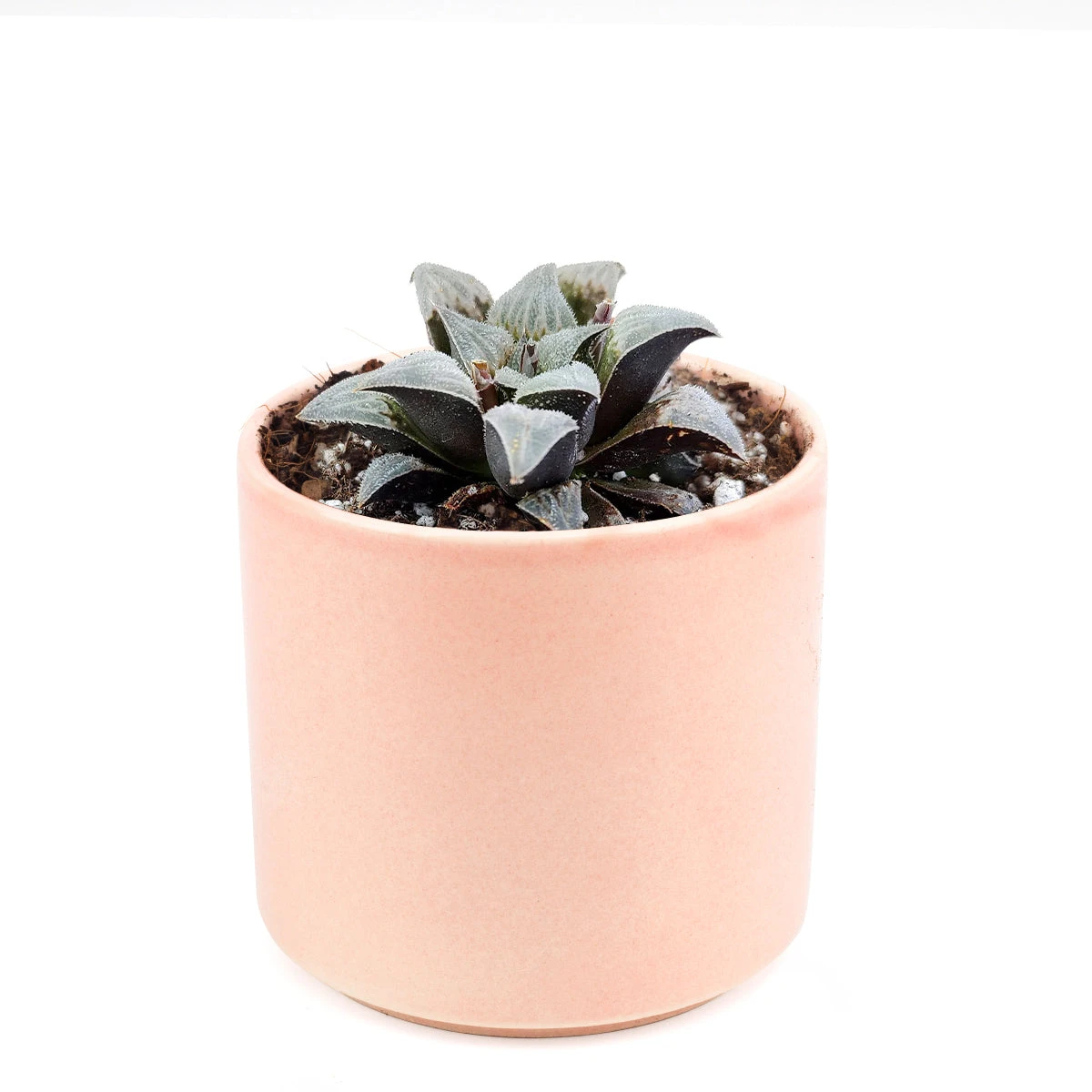 Haworthia Emelyae Var. Major - Image 11