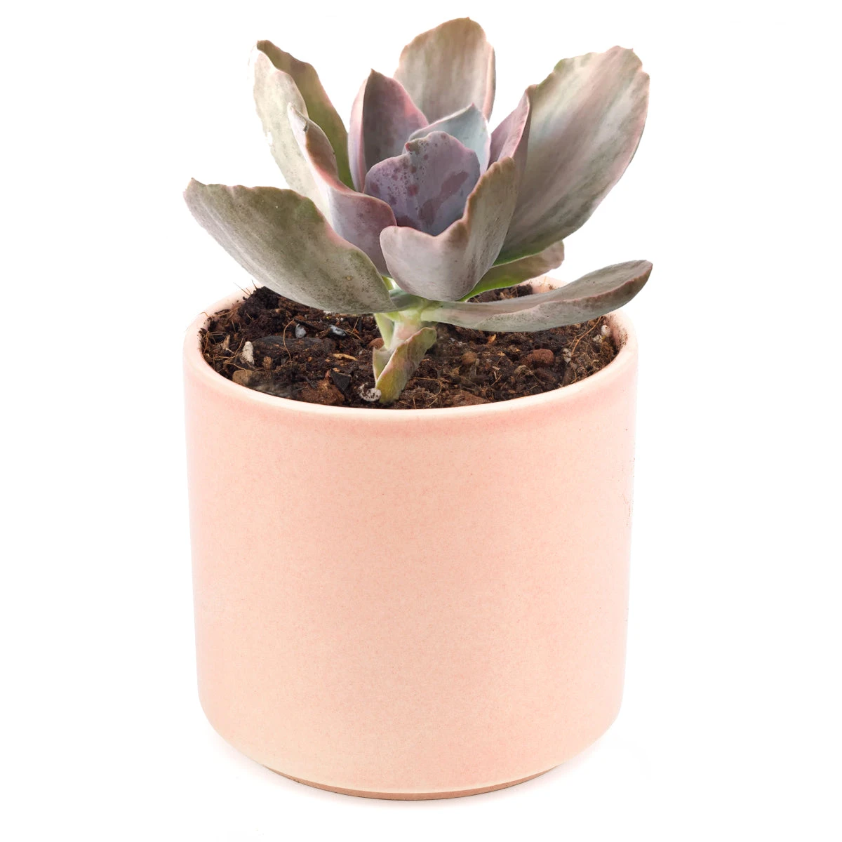 Echeveria Decora Variegated - Image 9