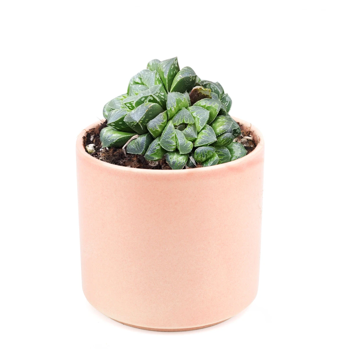 Haworthia Retusa - Image 8