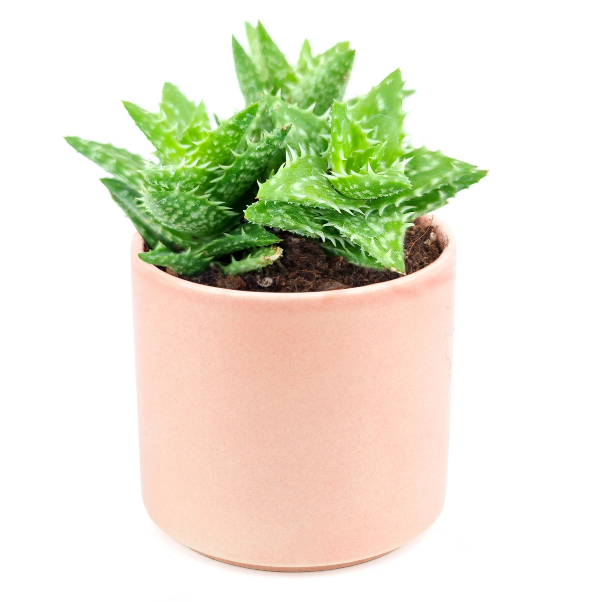 Tiger Tooth Aloe Juvenna - Image 14