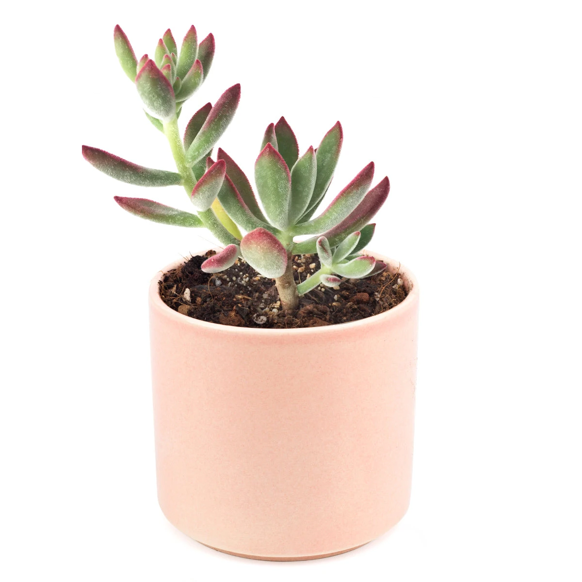 Echeveria Harmsii Ruby Slipper - Image 14