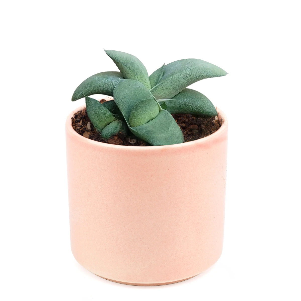 Gasteria Ox Tongue Succulent - Image 9