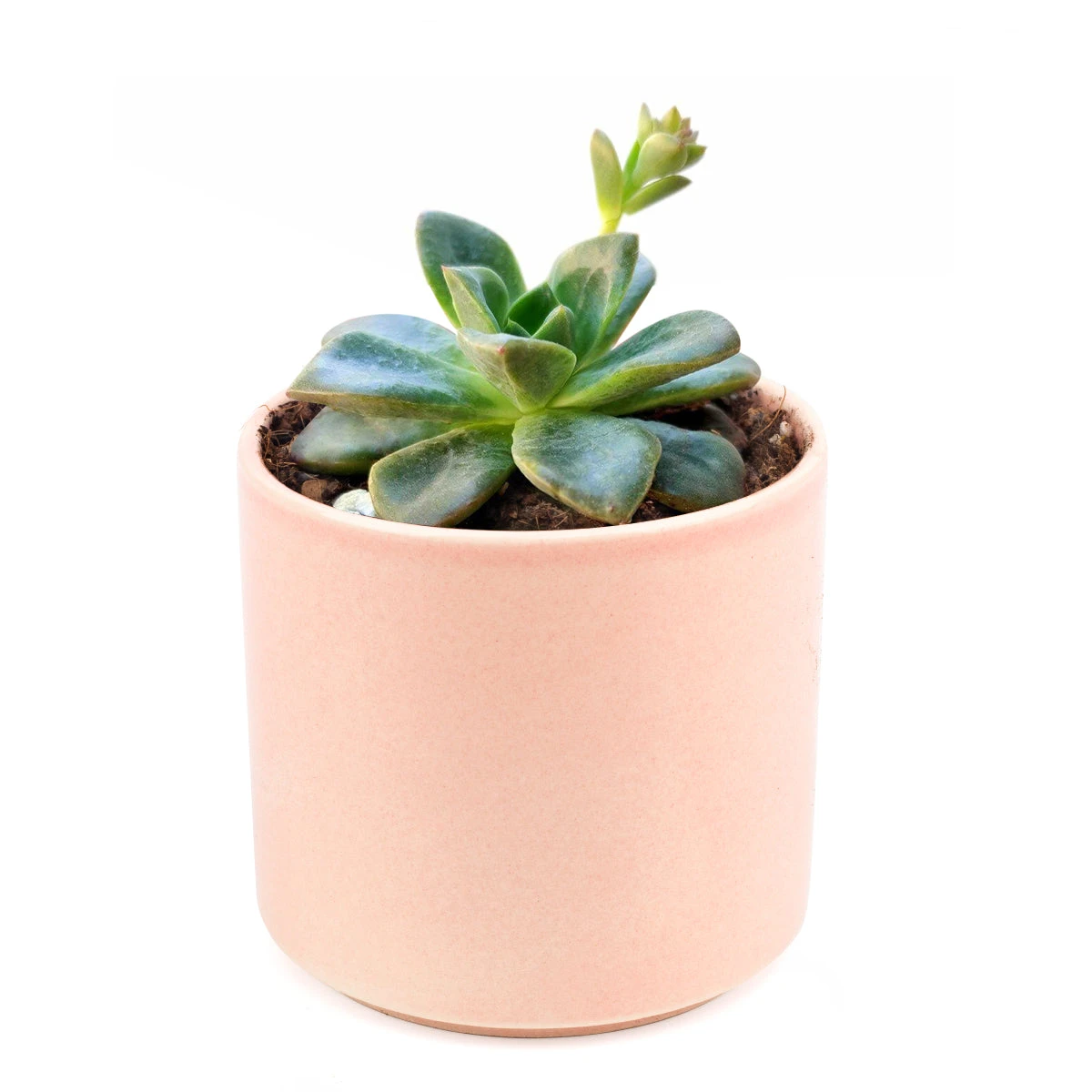 Echeveria Compressicaulis - Image 9