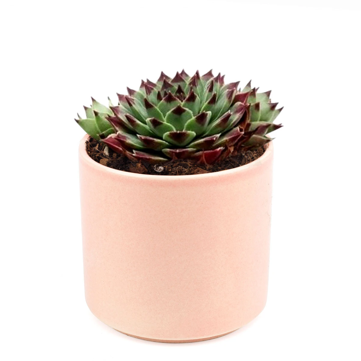 Sempervivum Calcareum - Image 13
