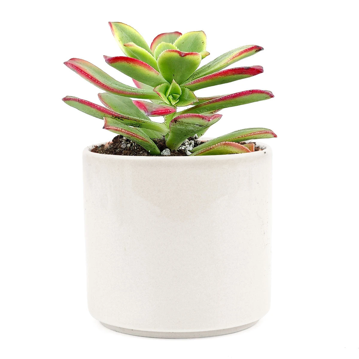 Aeonium Kiwi Haworthii - Image 13